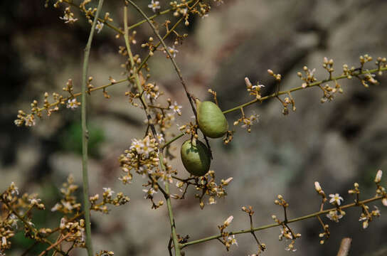 Connarus paniculatus Roxb.的圖片