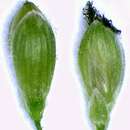 Image of Bosc's panicgrass