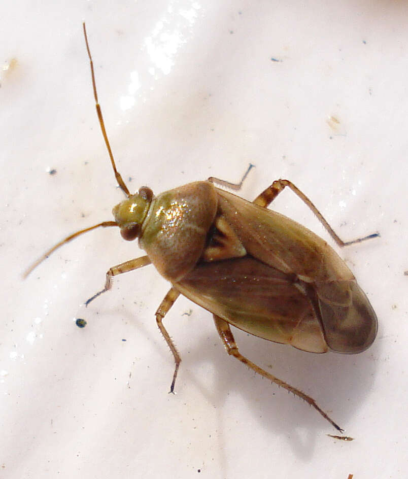 Image of Lygus Bugs