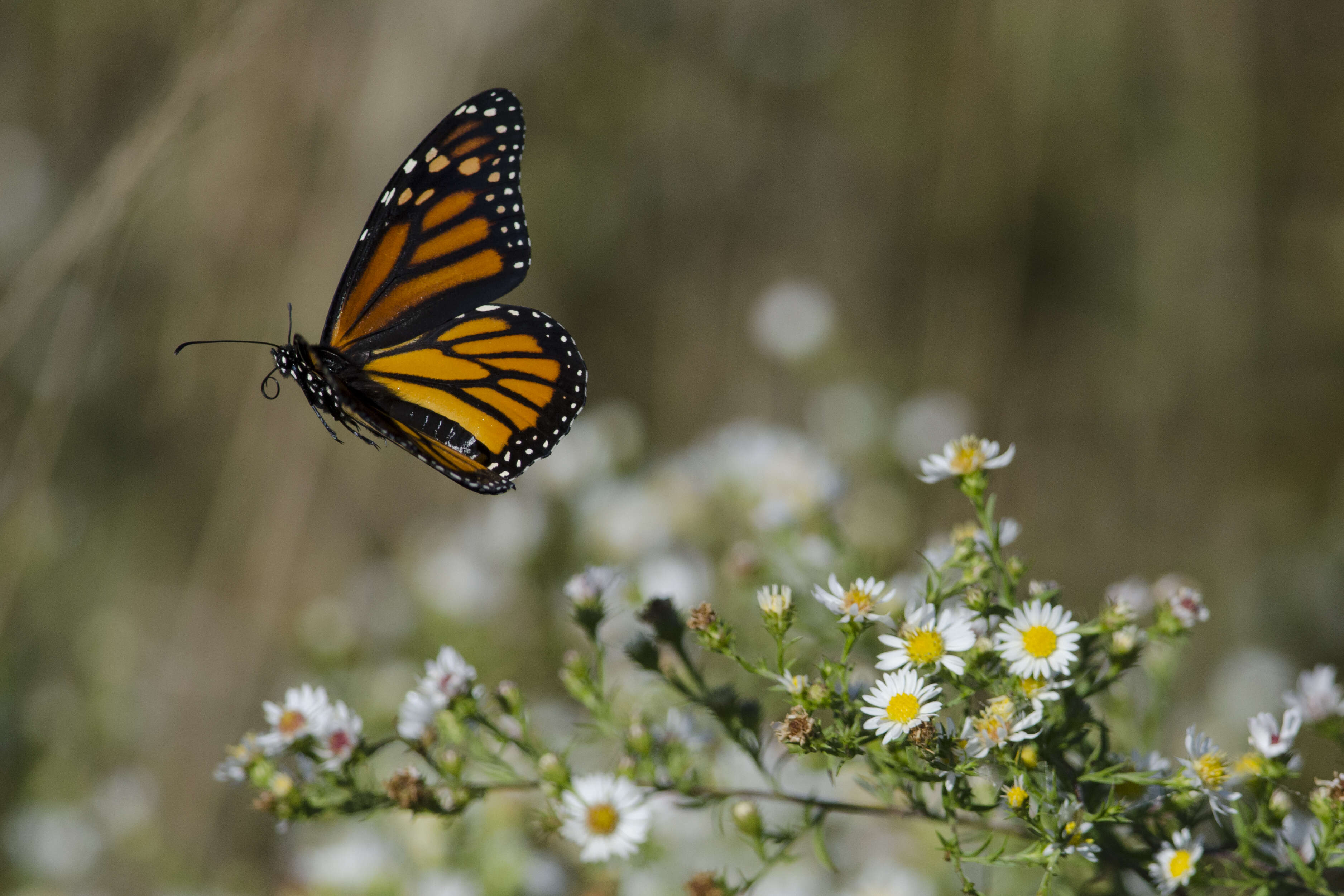 Image of Monarch Butterfly