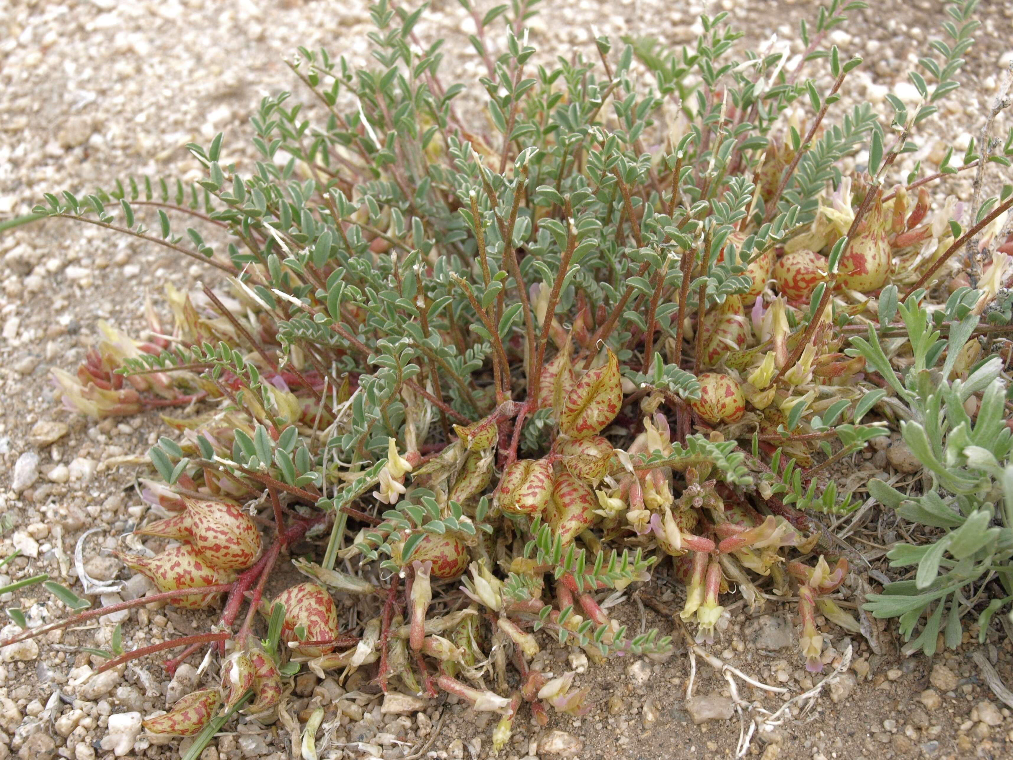 Image of freckled milkvetch