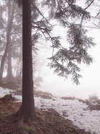 Image of Silver Fir