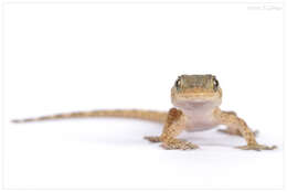 Image of American Wall Gecko