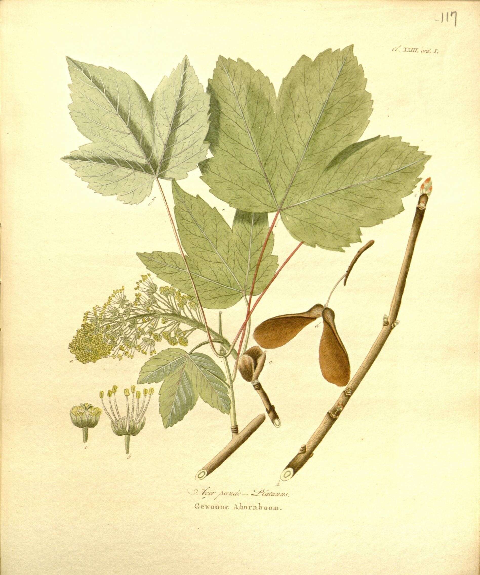 Imagem de Acer pseudoplatanus L.