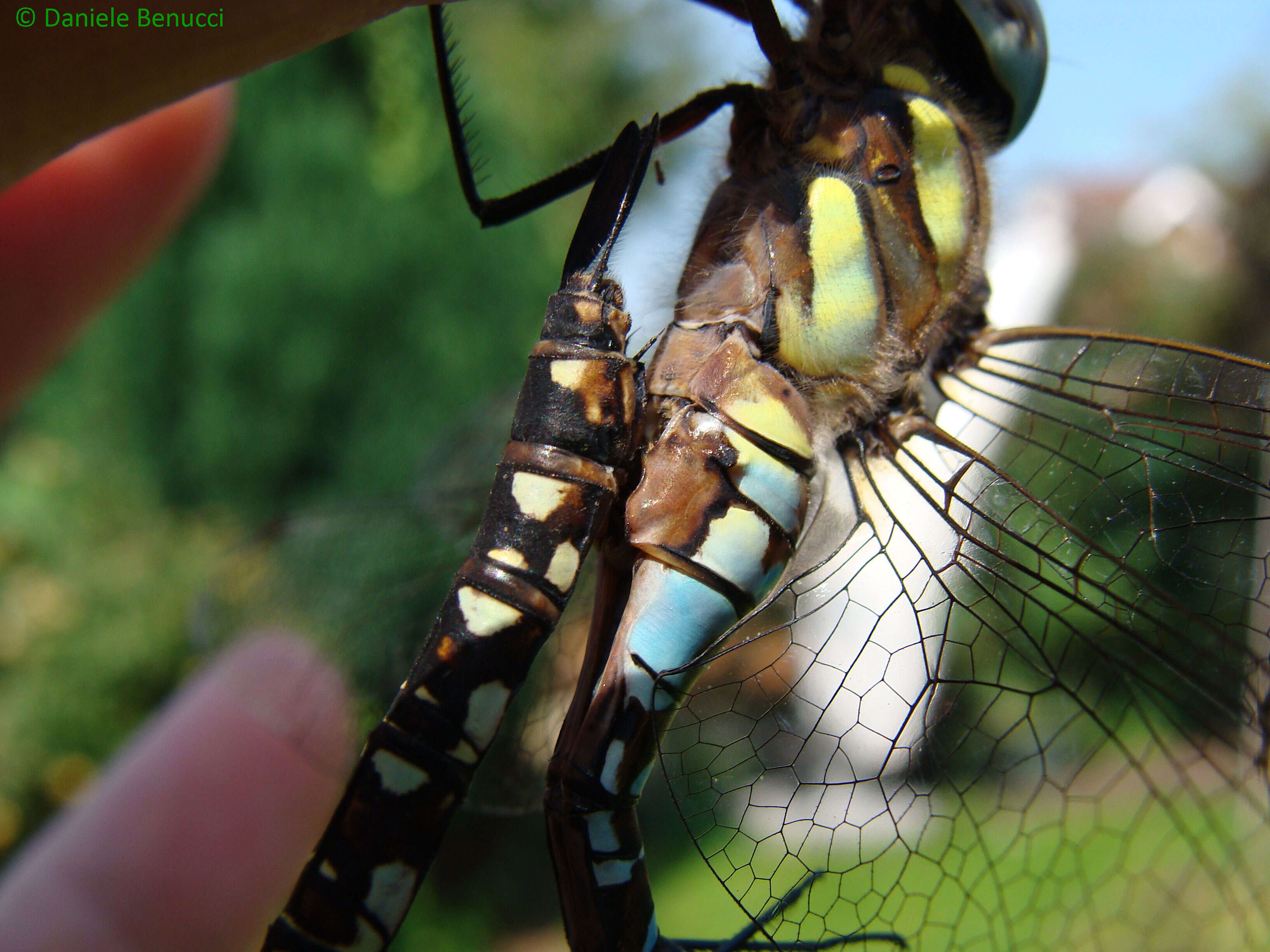 Image of hawker dragonfly