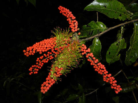 Image of Combretum fruticosum (Loefl.) Stuntz