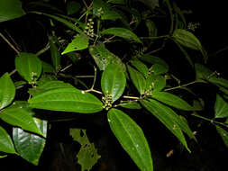 Image of Miconia gracilis Triana