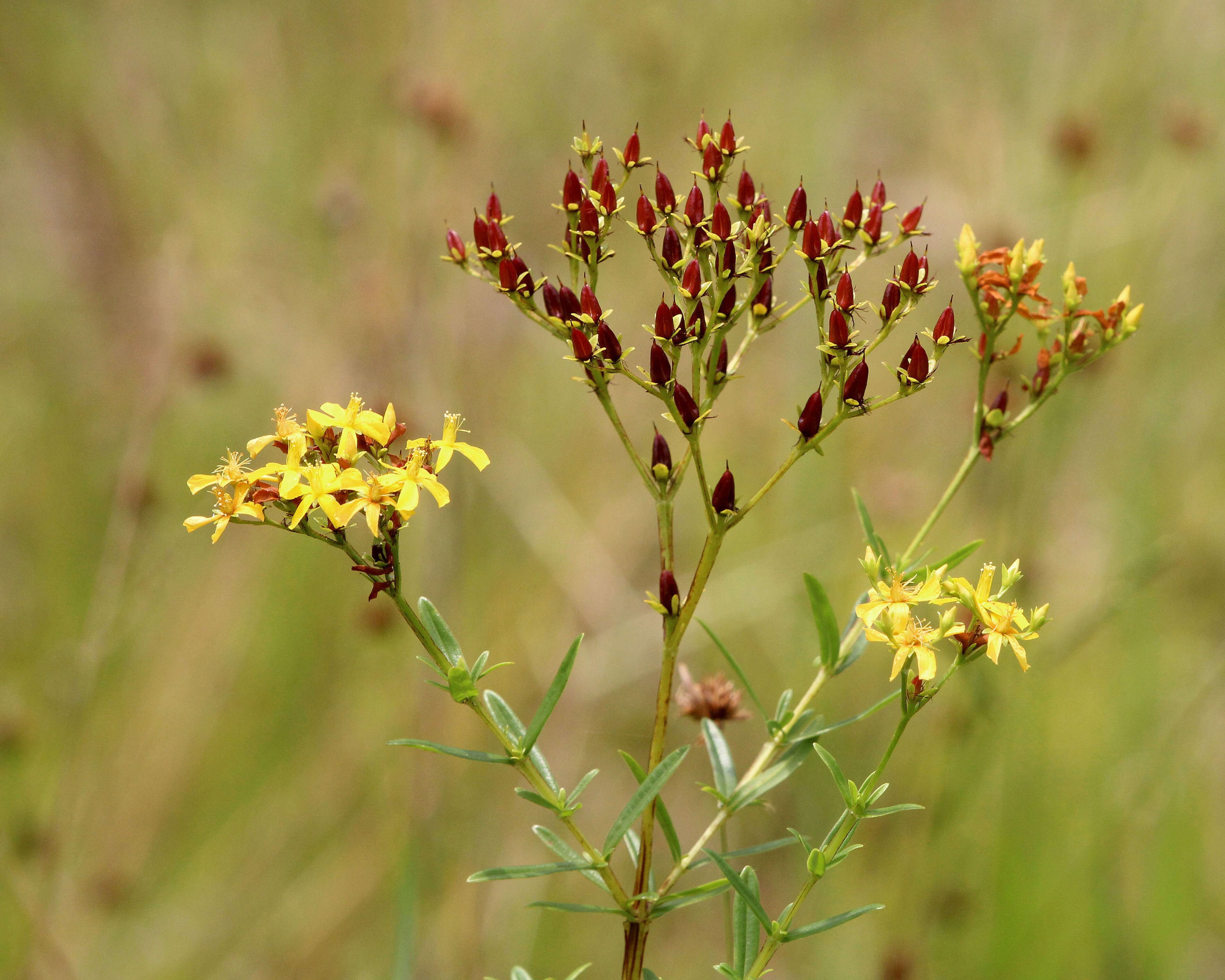 Image of cluster-leaf st.john's wort