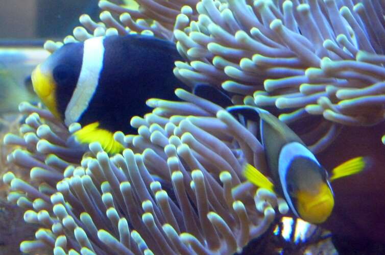 Sivun Amphiprion chrysogaster Cuvier 1830 kuva