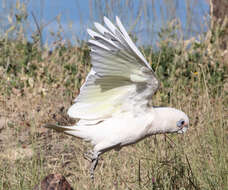 Image of Cacatua sanguinea sanguinea Gould 1843