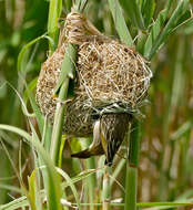 Image of African Masked Weaver