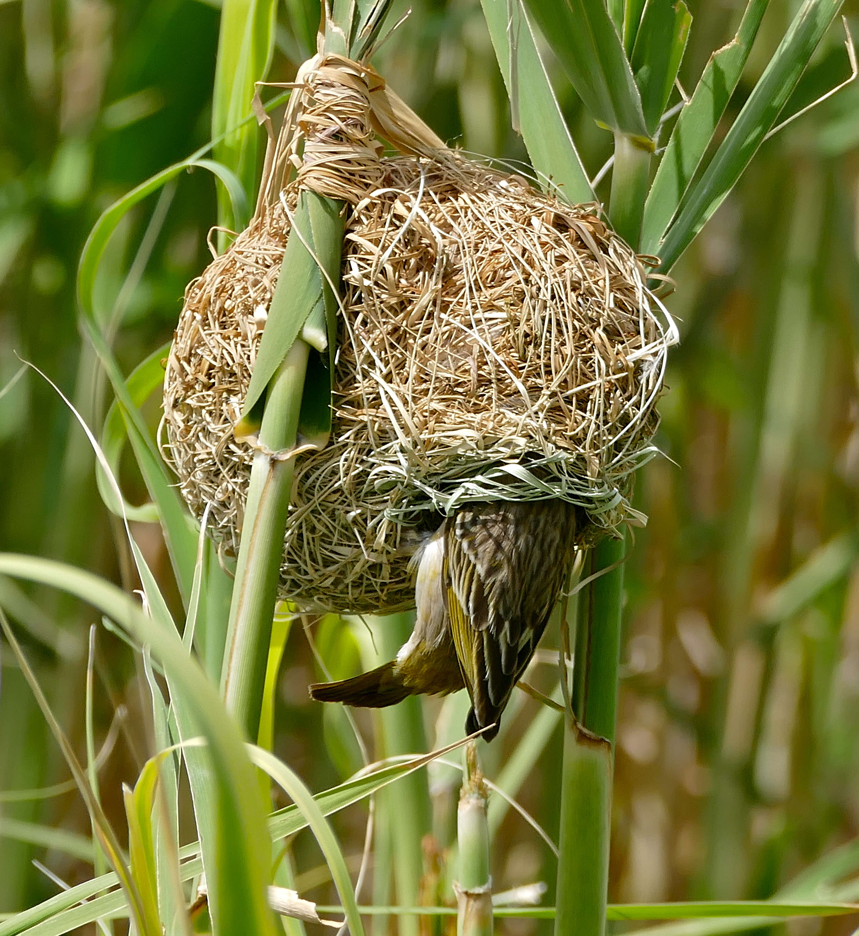 Image of African Masked Weaver