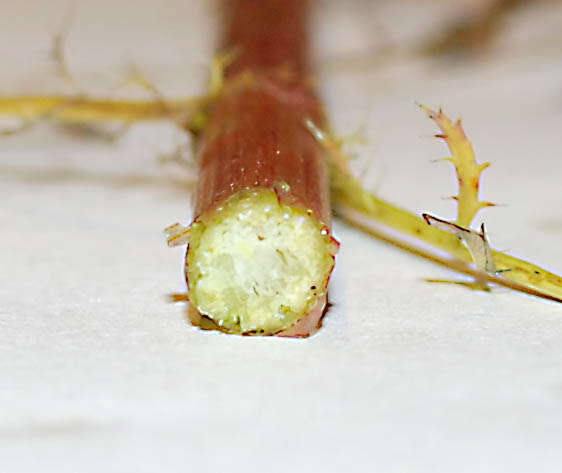 Image of Smallflower Umbrella Sedge