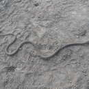 Image of Braid Snake