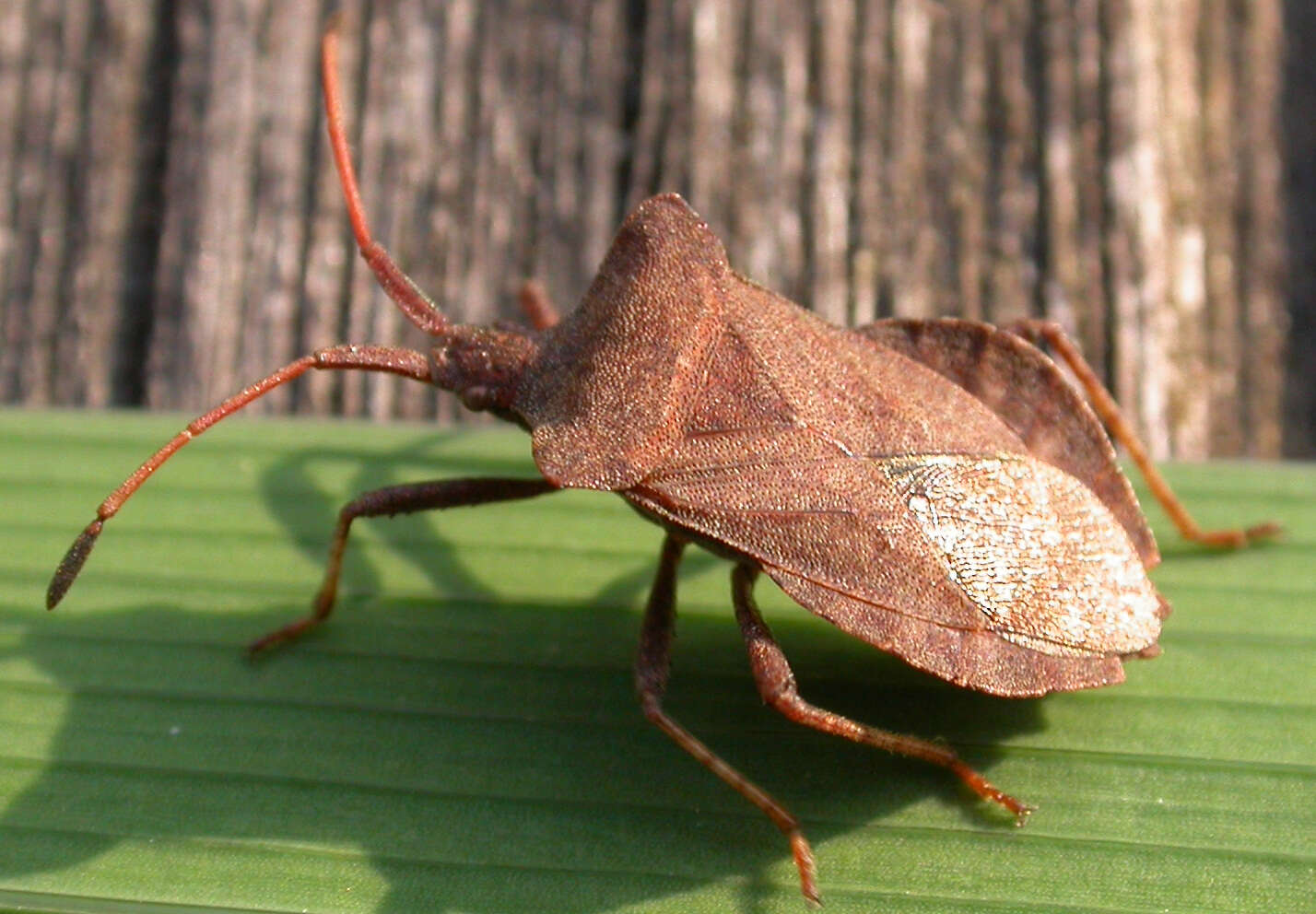 Image of Coreus