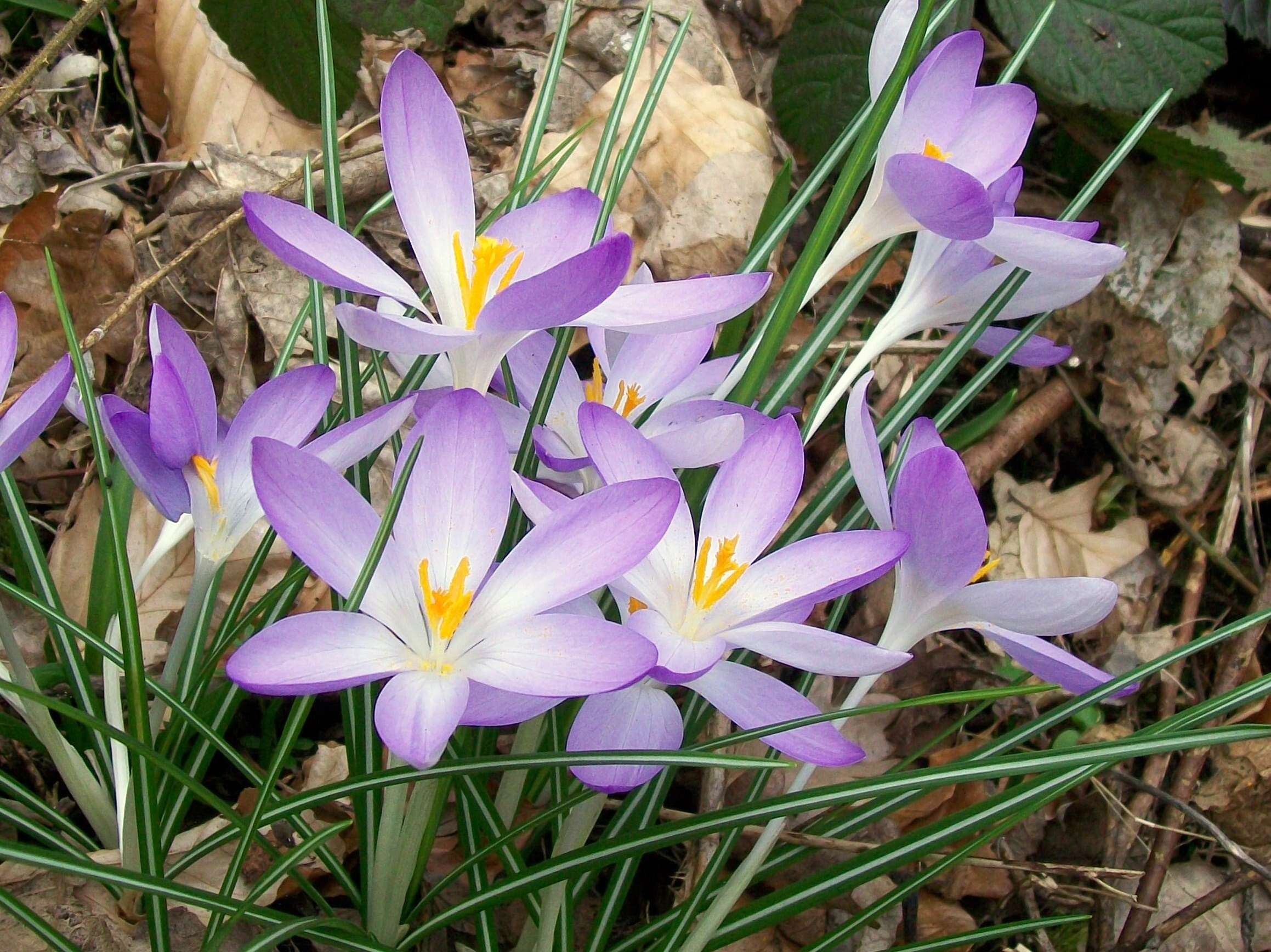 Image of Tomasini's crocus