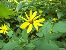 Helianthus strumosus L. resmi