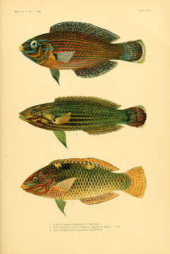 Image of Hoeven's wrasse