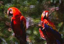 Image of Scarlet Macaw