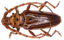 Image of Chydarteres