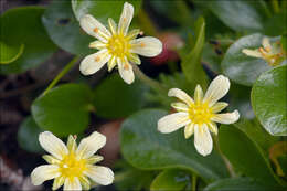 Image of Saxifraga exarata Vill.