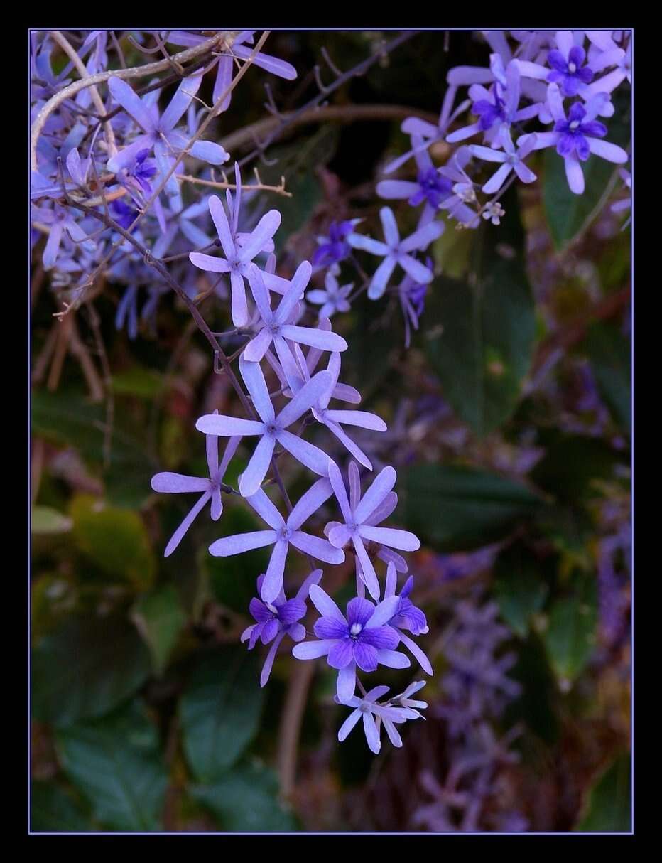 Sivun Petrea volubilis kuva