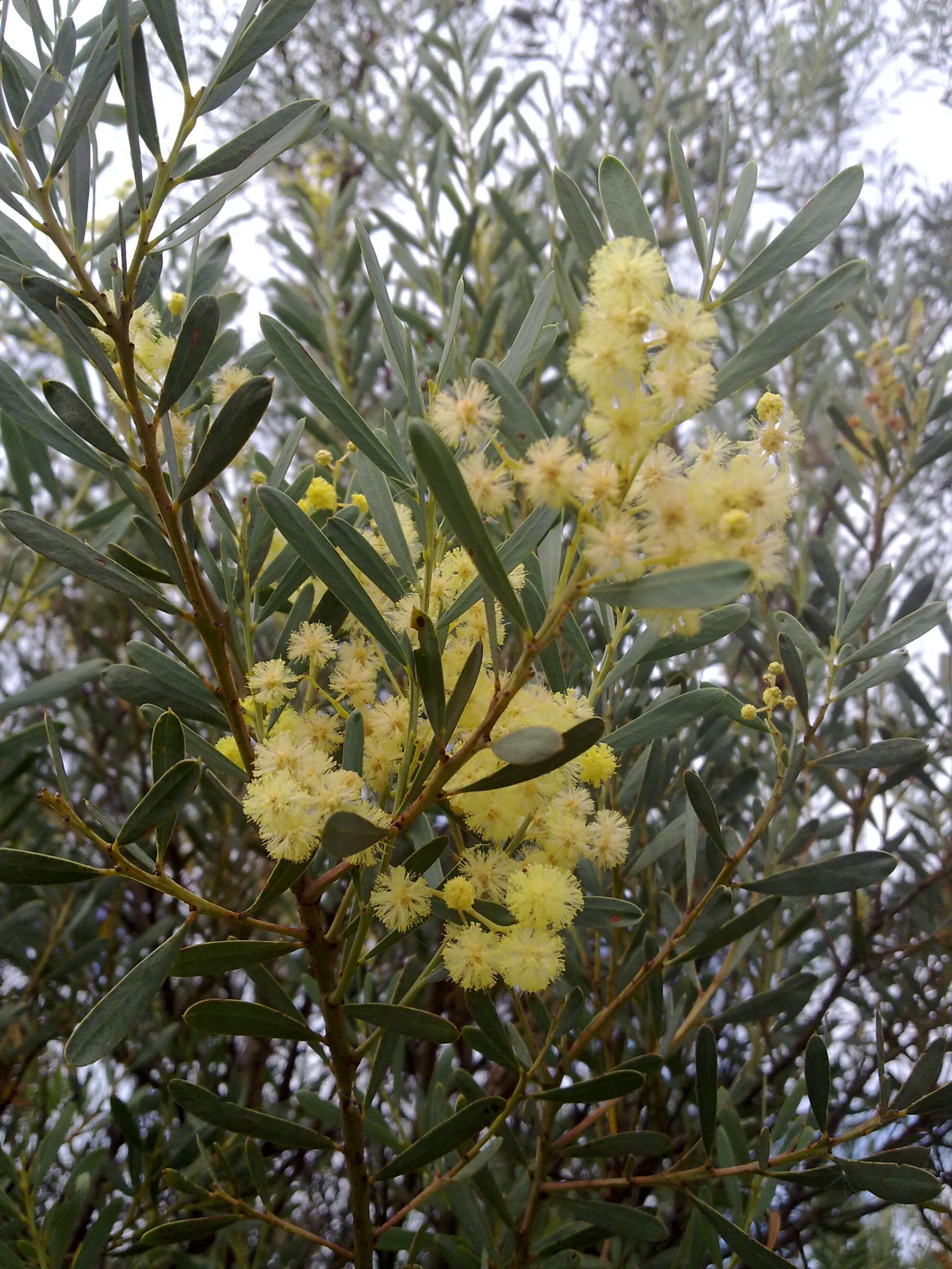 Image of Acacia chalkeri Maiden