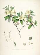صورة Rhododendron triflorum Hook. fil.