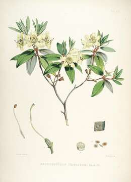 Image of Rhododendron triflorum Hook. fil.