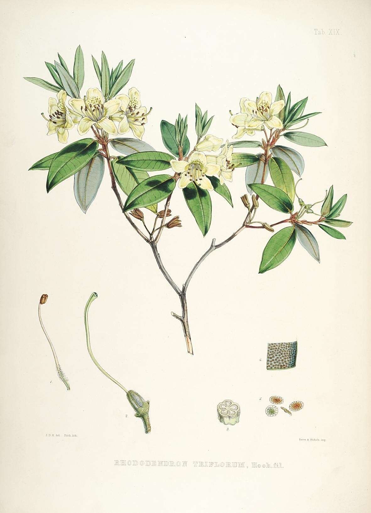 Plancia ëd Rhododendron triflorum Hook. fil.