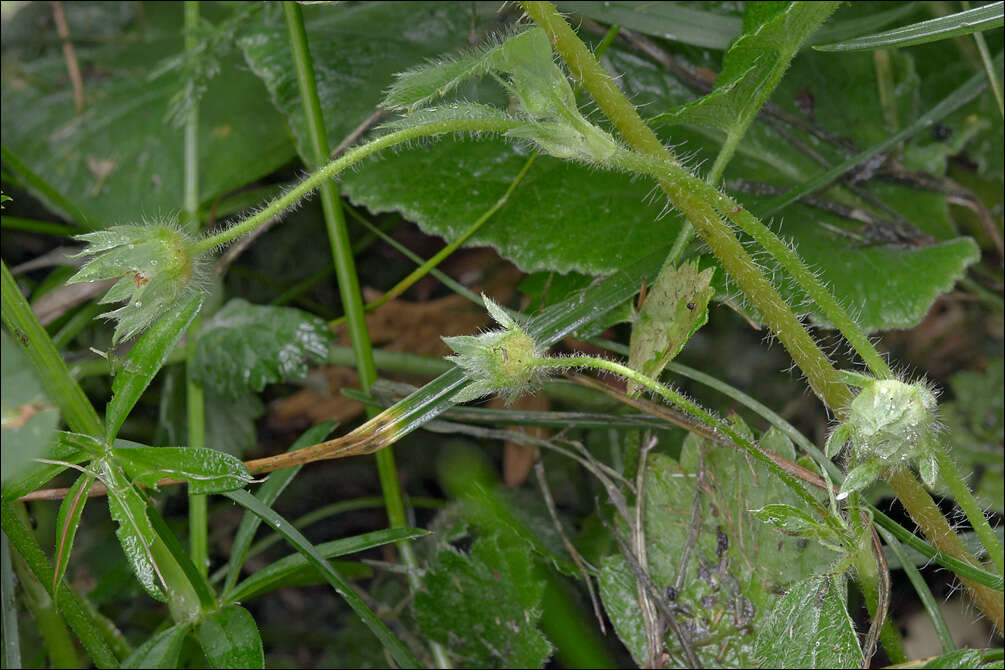 Image of Potentilla carniolica A. Kerner