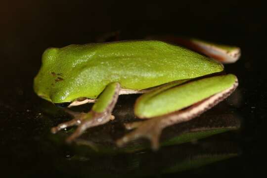 Image of Eastern Dwarf Tree Frog