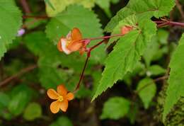 Image of Begonia sutherlandii Hook. fil.