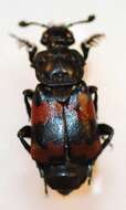 Nicrophorus (Nicrophorus) encaustus (Fairmaire 1896) resmi