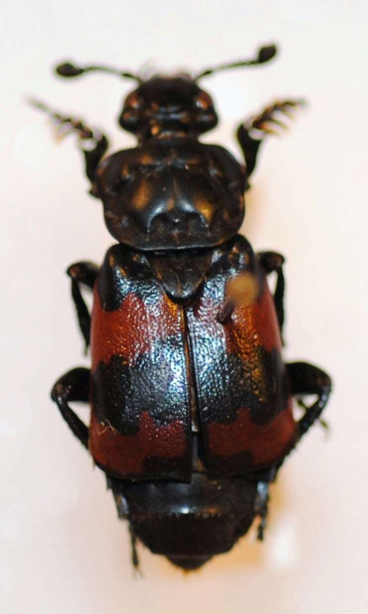 Image of Nicrophorus (Nicrophorus) encaustus (Fairmaire 1896)