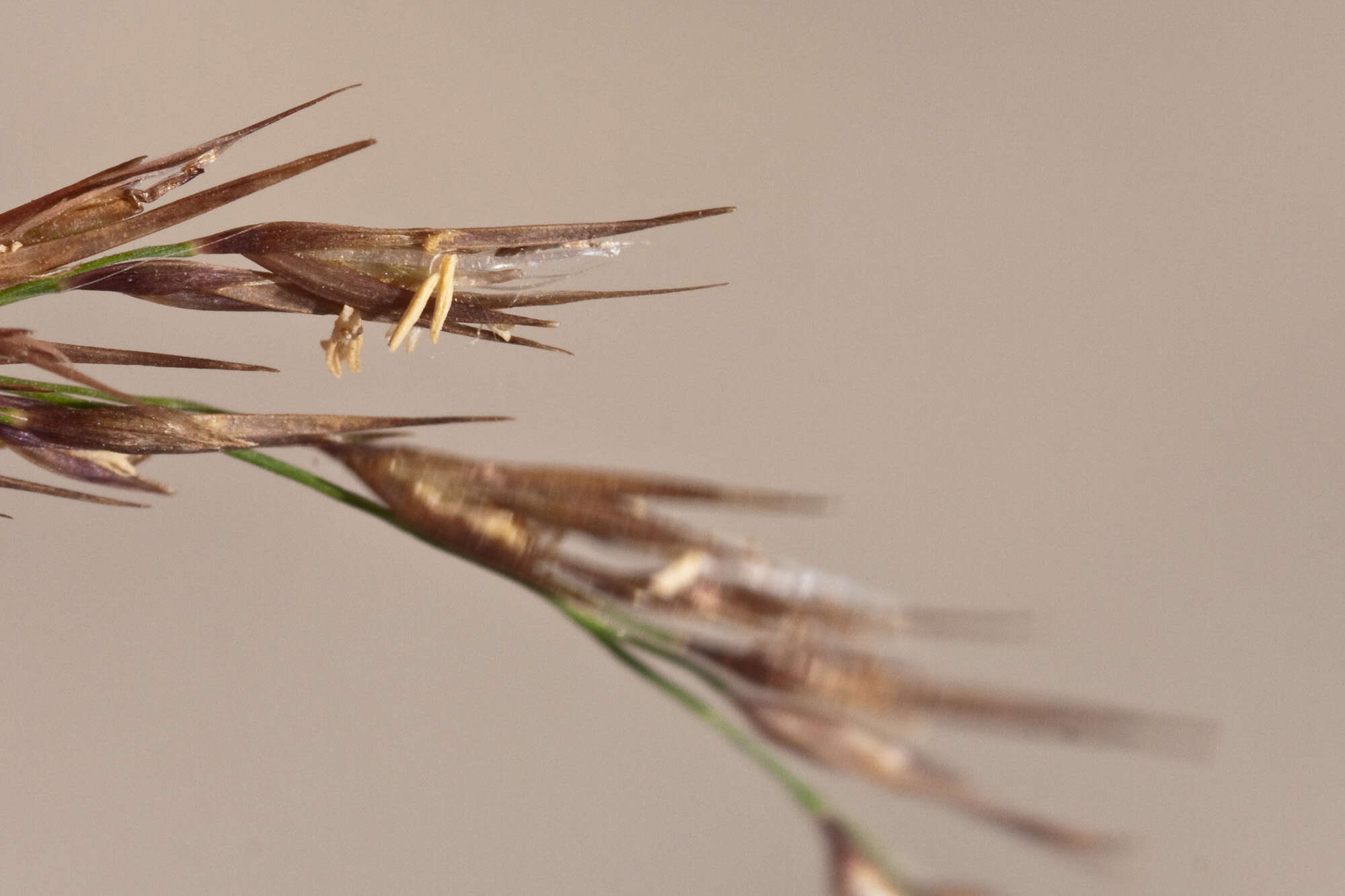 Image of Arundo plinii Turra