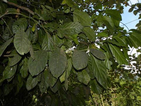 Image of Ocotea laetevirens Standley & Steyerm.