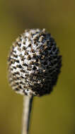 Image of pinnate prairie coneflower