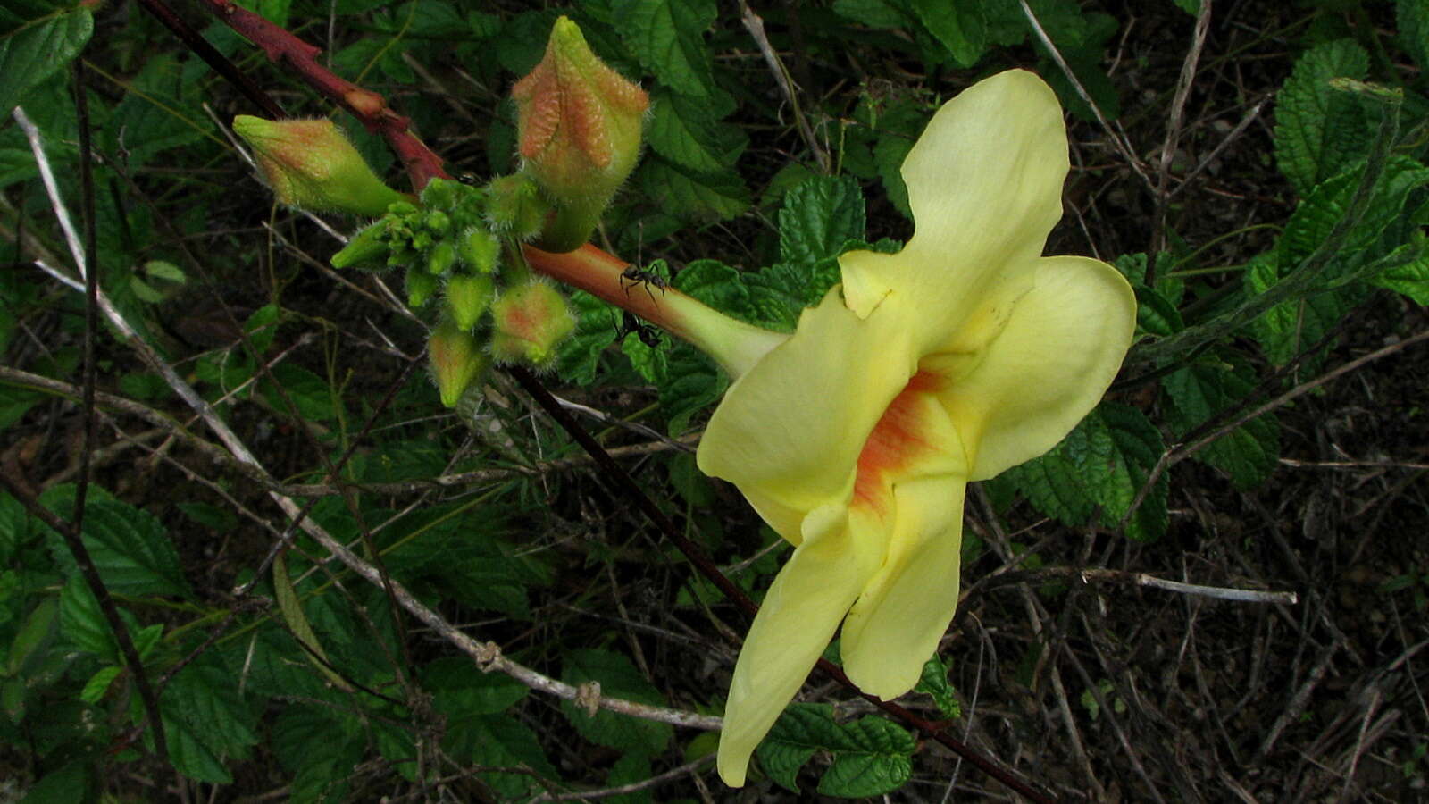 Image of rocktrumpet