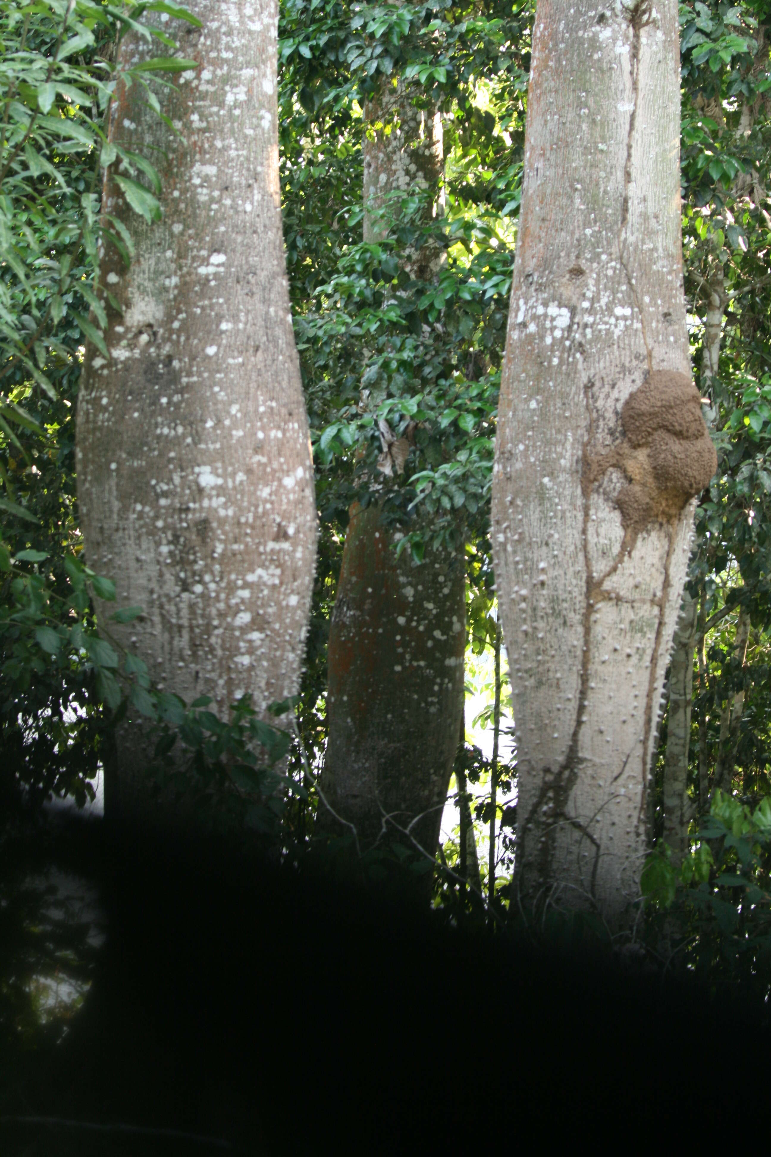 Image of ceiba