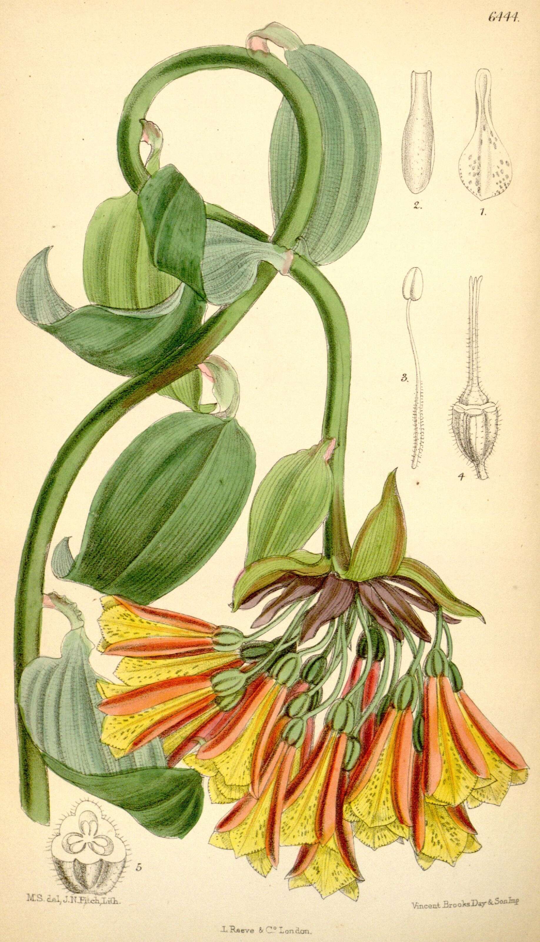Sivun Bomarea acutifolia (Link & Otto) Herb. kuva