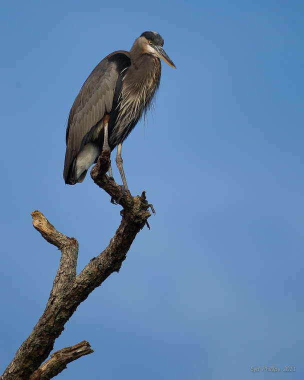 Image of Ardea Linnaeus 1758