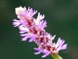 Image of pickerelweed