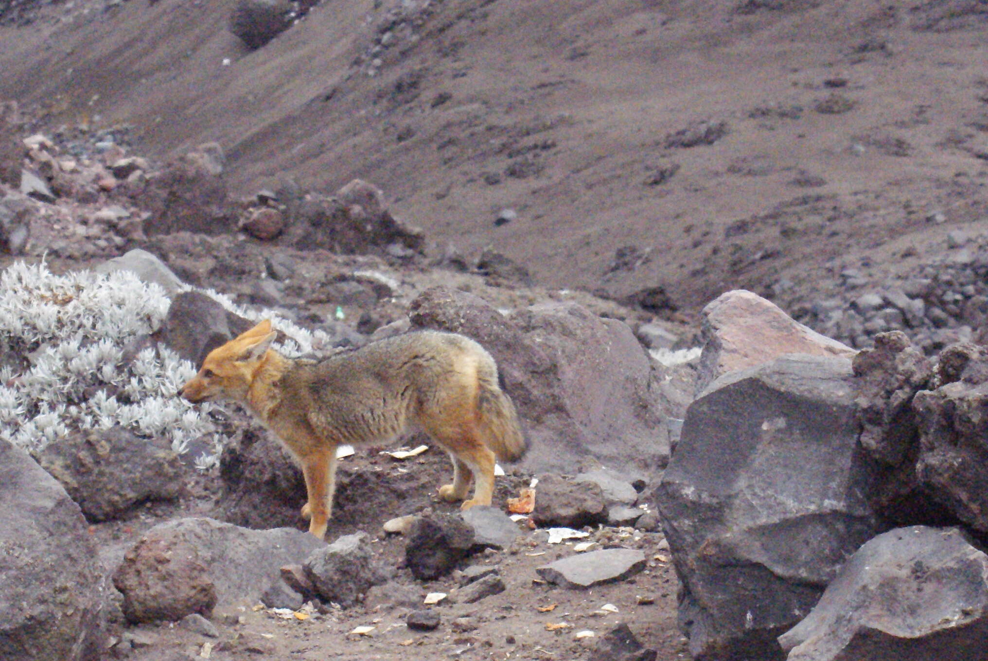 Image of South American fox