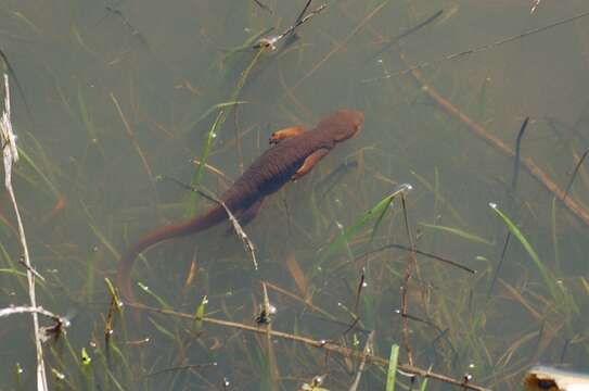 Image of California Newt