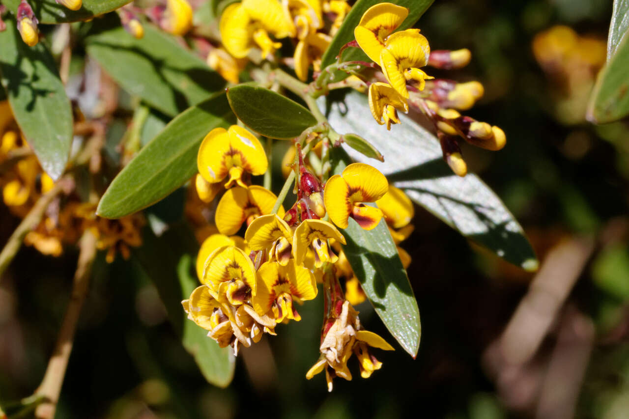 Image of Daviesia latifolia R. Br.