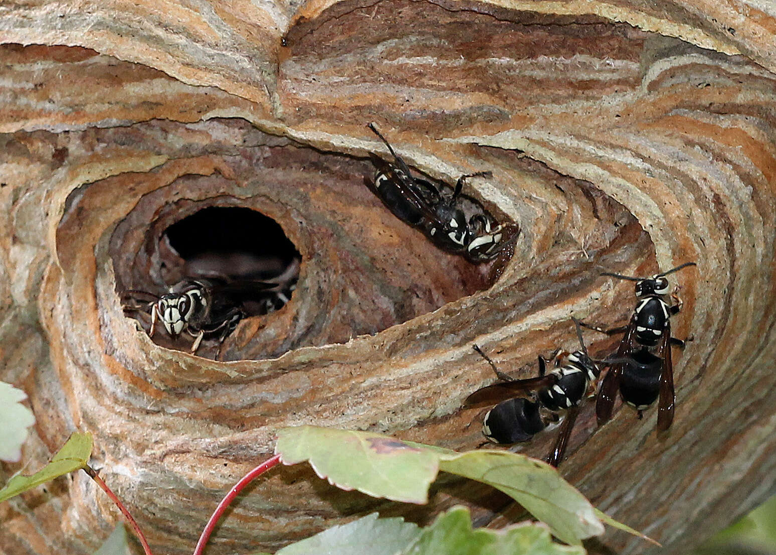 Image of Bald-faced Hornet