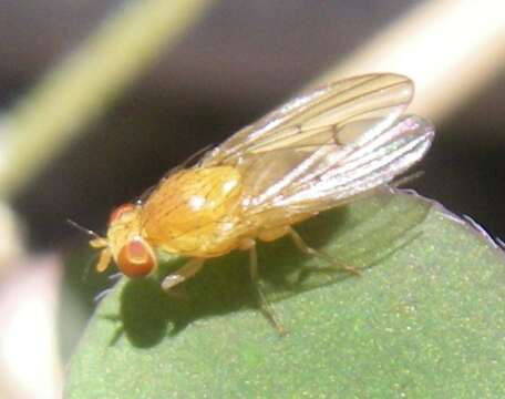 Image of lauxaniid flies