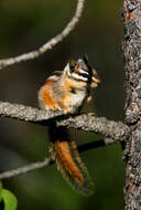 Image of Yellow-pine Chipmunk