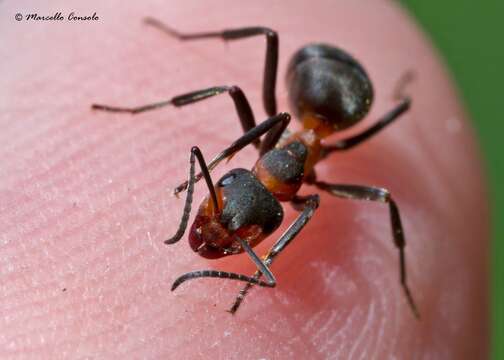 Image of wood ant